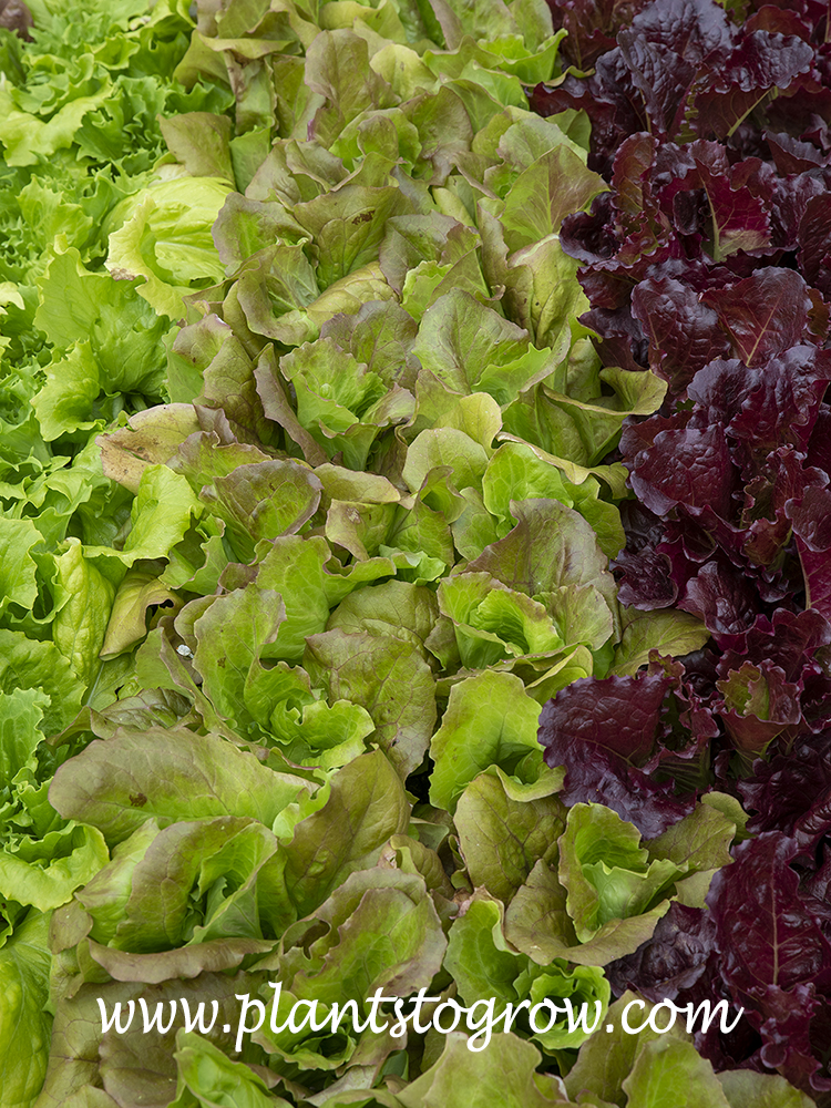 Grandpa Admires Butterhead Lettuce (Lactuca sativa)